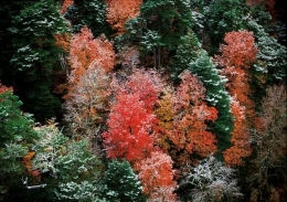 follaje-otonal-neuquen.jpg
