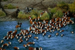 rebano-de-vacas-en-el-rio-chimehuin-neuquen.jpg