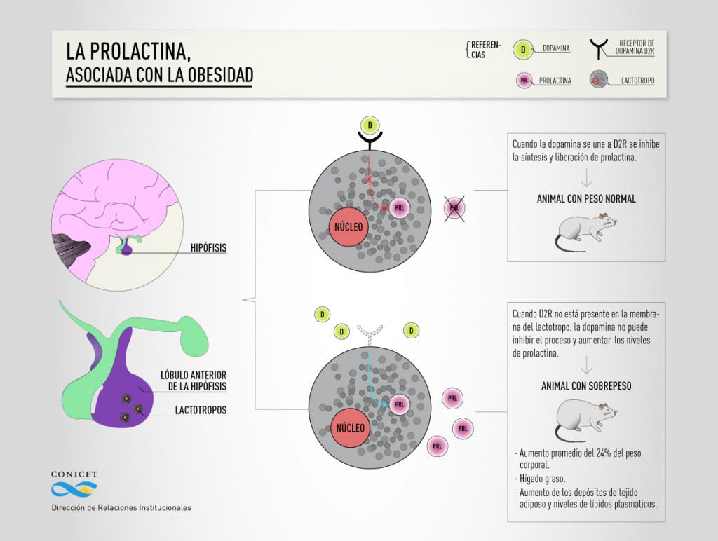 Prolactina-y-obesidad