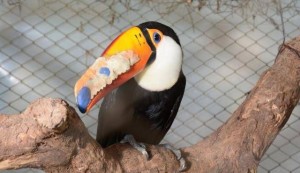 tucan