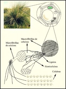 espartillo2