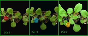 planta5