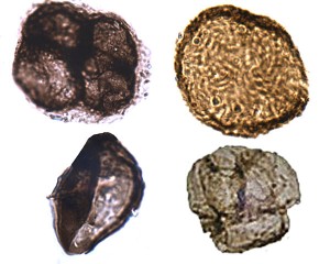 criptoesporas_N