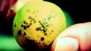 citrico1