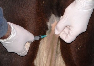mastitis