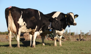 vaca