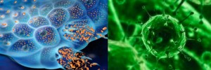 cancer de pancreas2