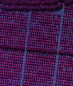 Algoritmo para conteo de árboles