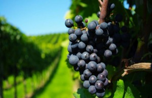 malbec