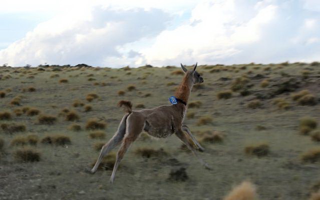 guanaco